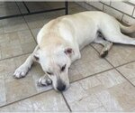 Small Photo #15 Labrador Retriever-Unknown Mix Puppy For Sale in Houston, TX, USA