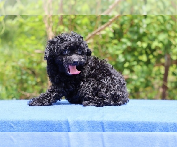 Medium Photo #31 Poodle (Toy) Puppy For Sale in DYERSBURG, TN, USA