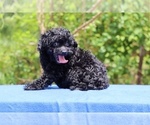 Small #30 Poodle (Toy)