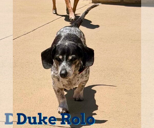 Medium Photo #24 Dachshund Puppy For Sale in San Antonio, TX, USA