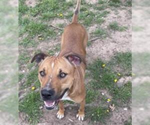 Mutt Dogs for adoption in Tulsa, OK, USA