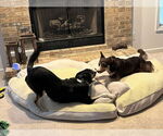 Small #8 Border Collie