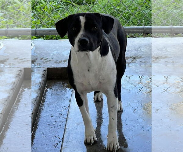 Medium Photo #2 Border Collie-Boston Terrier Mix Puppy For Sale in Pryor, OK, USA