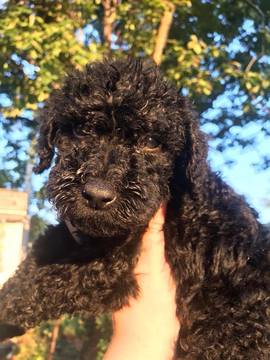 Medium Photo #1 Labradoodle Puppy For Sale in CLEVELAND, OH, USA