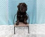 Small Photo #3 Aussiedoodle Puppy For Sale in UNIONVILLE, IA, USA