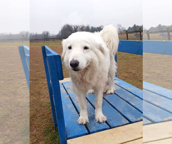 Medium Photo #5 Great Pyrenees-Unknown Mix Puppy For Sale in Unionville, PA, USA