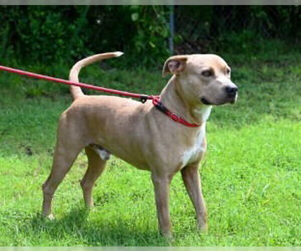 Medium Photo #4 American Pit Bull Terrier Puppy For Sale in Glen Allen, VA, USA