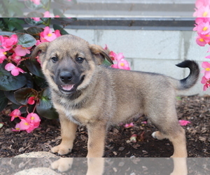 Norwegian Elkhound-Unknown Mix Puppy for sale in SHILOH, OH, USA