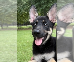 German Shepherd Dog Puppy for sale in E LAURINBURG, NC, USA