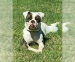 Small #3 Bulldog-Staffordshire Bull Terrier Mix