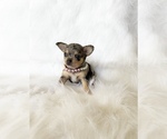 Small #5 Chihuahua