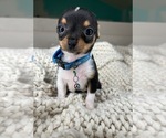 Small #5 Chihuahua