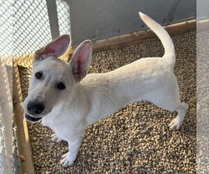 German Shepherd Dog-Unknown Mix Dogs for adoption in Sterling, MA, USA