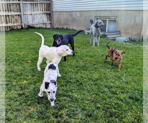 Medium Photo #13 Plott Hound-Unknown Mix Puppy For Sale in Sandy, UT, USA