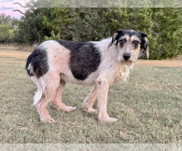 Medium Photo #2 Mutt Puppy For Sale in PIPE CREEK, TX, USA
