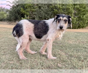 Hope - Female Mutt Dog for Adoption - Photo #2