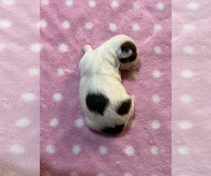 Yorkshire Terrier Puppy for sale in NORMANGEE, TX, USA