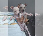 Small #3 Miniature American Hairless Terrier