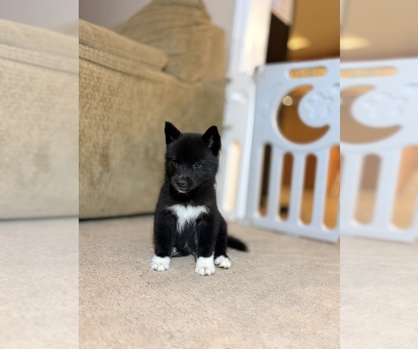Medium Photo #6 Siberian Husky Puppy For Sale in HEMET, CA, USA