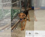 Small #5 Doberman Pinscher-German Shepherd Dog Mix