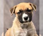 Small #3 Boxer Mix