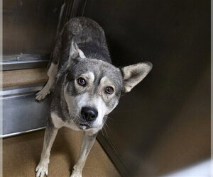 Siberian Husky-Unknown Mix Dogs for adoption in Martinez, CA, USA