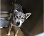DANNY - Male Siberian Husky-Unknown Mix Dog for Adoption - Small photo