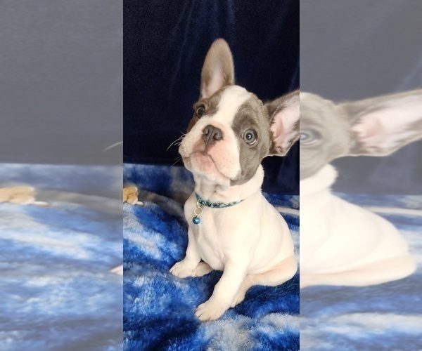 Medium Photo #9 French Bulldog Puppy For Sale in SALEM, OR, USA