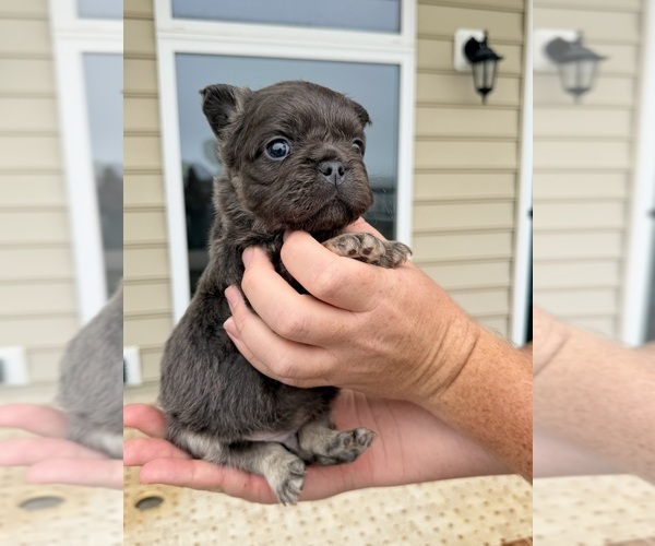 Medium Photo #1 French Bulldog Puppy For Sale in BERLIN, MD, USA
