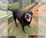 Small #3 Labrador Retriever