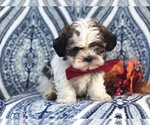 Small Photo #8 Zuchon Puppy For Sale in LAKELAND, FL, USA