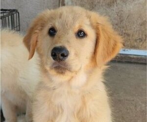 German Shepherd Dog-Golden Retriever Mix Puppy for sale in MODESTO, CA, USA