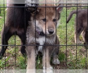 Wolf Hybrid Puppy for sale in FARMVILLE, VA, USA