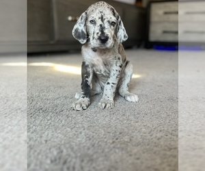 Great Dane Puppy for sale in DANIELSON, CT, USA