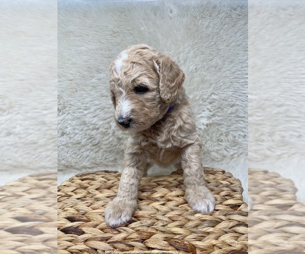 Medium Photo #37 Double Doodle Puppy For Sale in PIERSON, FL, USA