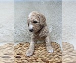 Small Photo #37 Double Doodle Puppy For Sale in PIERSON, FL, USA