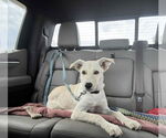 Small #1 Carolina Dog Mix