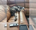 Small #3 Great Dane