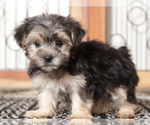 Small #2 Morkie