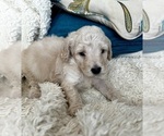 Small #8 Goldendoodle