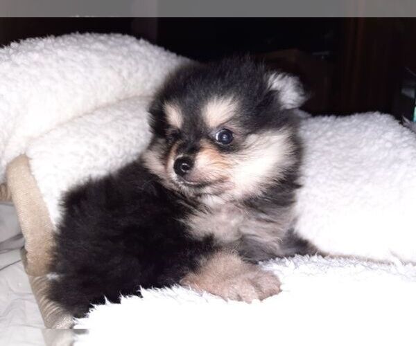 Medium Photo #4 Pomeranian Puppy For Sale in DINWIDDIE, VA, USA