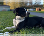 Jax - Female Boxer-Unknown Mix Dog for Adoption - Small photo