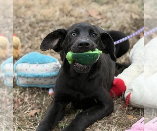 Medium Photo #4 Aussiedor Puppy For Sale in Yardley, PA, USA