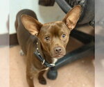 Small #3 Chihuahua Mix