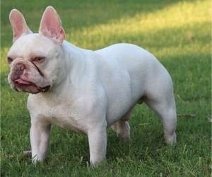 Father of the French Bulldog puppies born on 05/31/2022