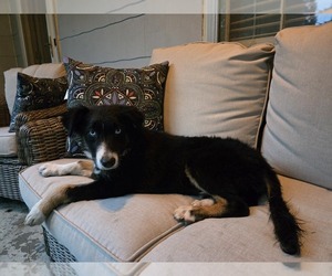 Medium Border-Aussie