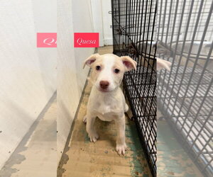 American Staffordshire Terrier-Unknown Mix Dogs for adoption in Gilberts, IL, USA