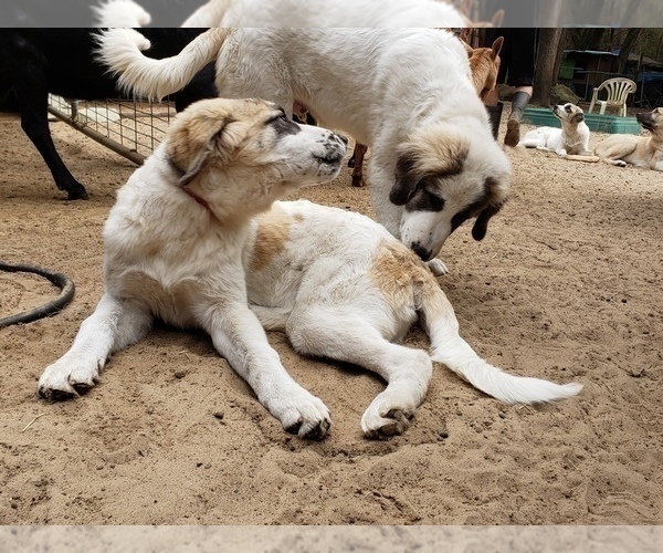 Medium Photo #15 Anatolian Shepherd-Maremma Sheepdog Mix Puppy For Sale in LECANTO, FL, USA