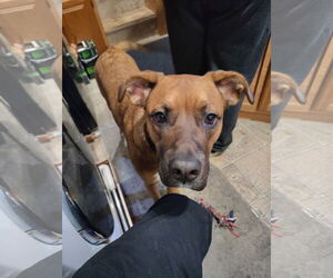 Boxer-Unknown Mix Dogs for adoption in Woodland, CA, USA