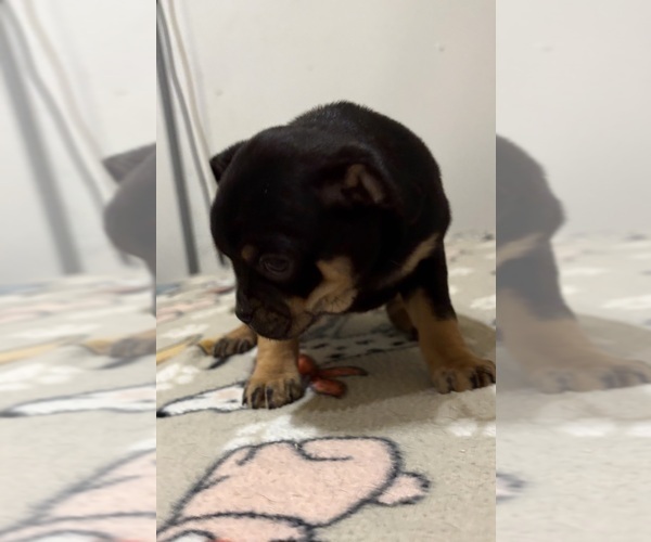 Medium Photo #8 Carlin Pinscher Puppy For Sale in COBB, WI, USA